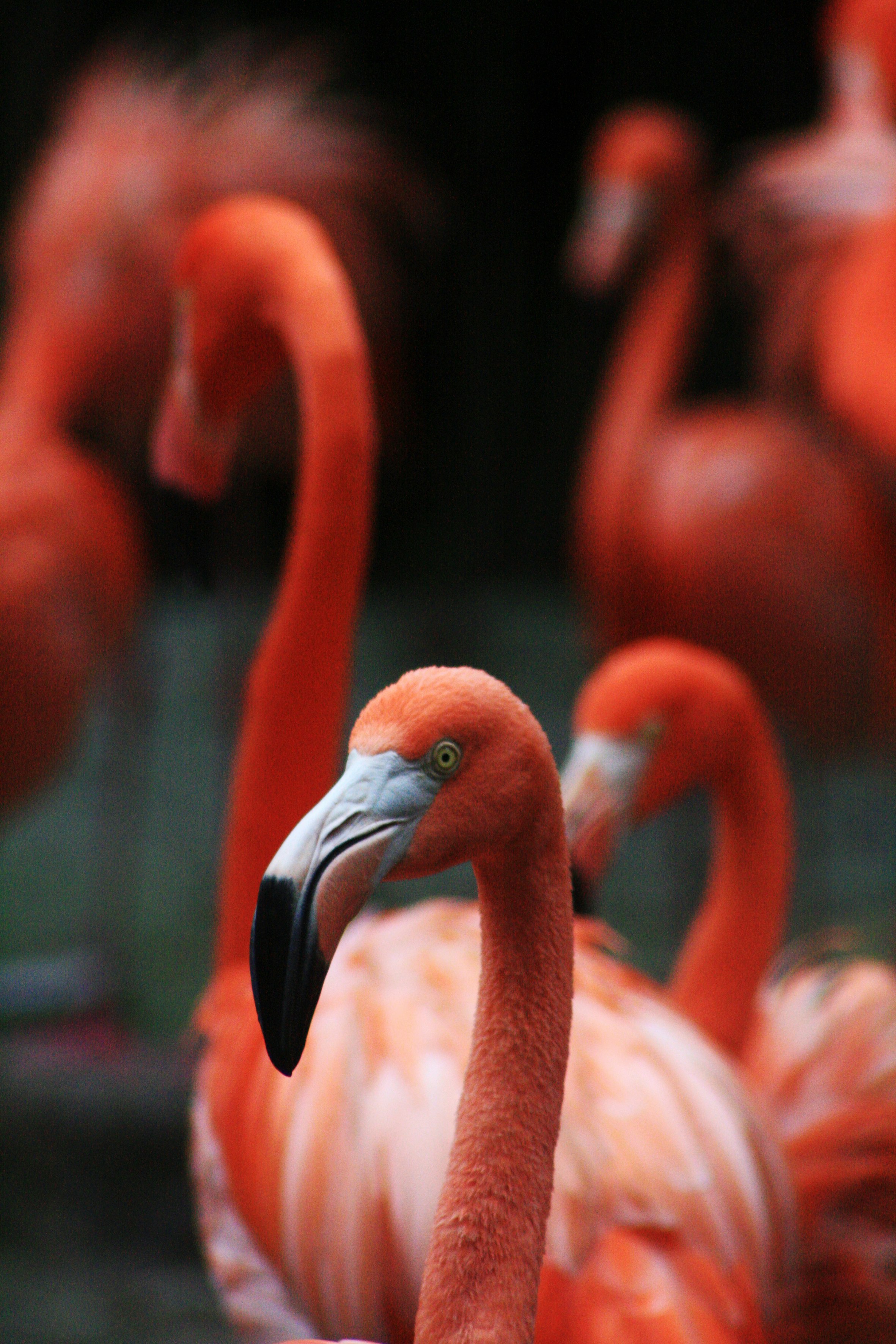 pink flamingos in tilt shift lens